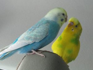 セキセイインコ