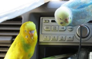 セキセイインコ放鳥