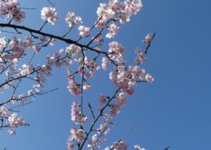 海津大崎桜