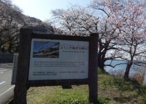海津大崎桜