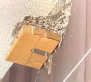 ツバメの巣４月１０日