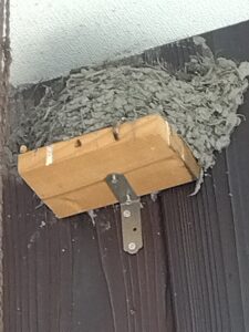 ツバメの巣