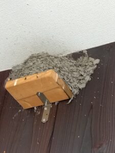ツバメの巣