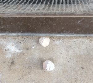 ツバメの卵の殻