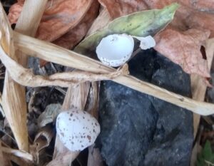 ツバメの卵の殻