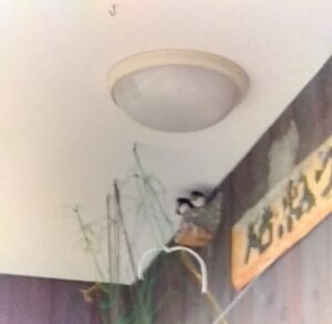 ツバメの子ども