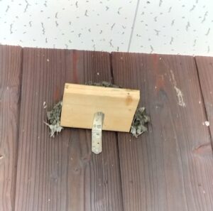 ツバメの巣づくり