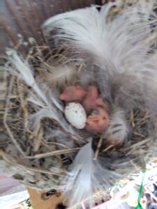 ツバメの祖雛が孵る。