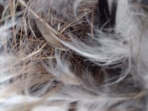 ツバメの巣　雛がいない