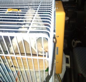 コザクラインコ車中泊