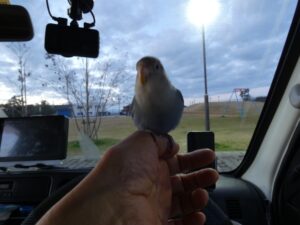 めぐみの白山道の駅コザクラインコ