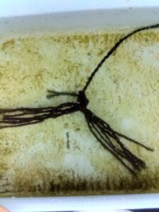 メダカの稚魚用の容器