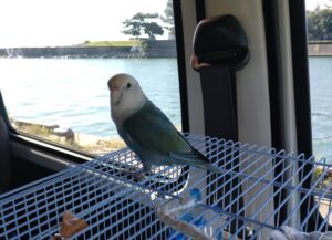 コザクラインコ