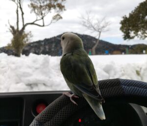 コザクラインコと雪
