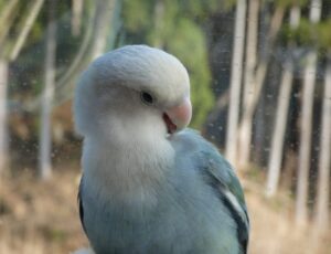 コザクラインコ羽繕い