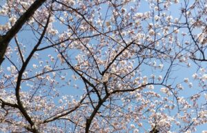 海津大崎4月9日桜