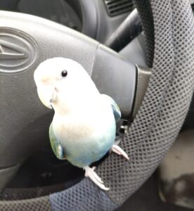 車の中でコザクラインコ