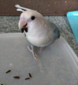 ヒマワリの種を食べるコザクラインコ