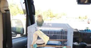 コザクラインコの2歳