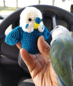 コザクラインコ